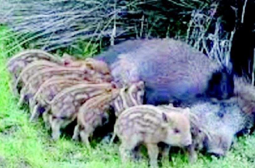 Allevatore potentino si arrampica su un ulivo per sfuggire ai cinghiali