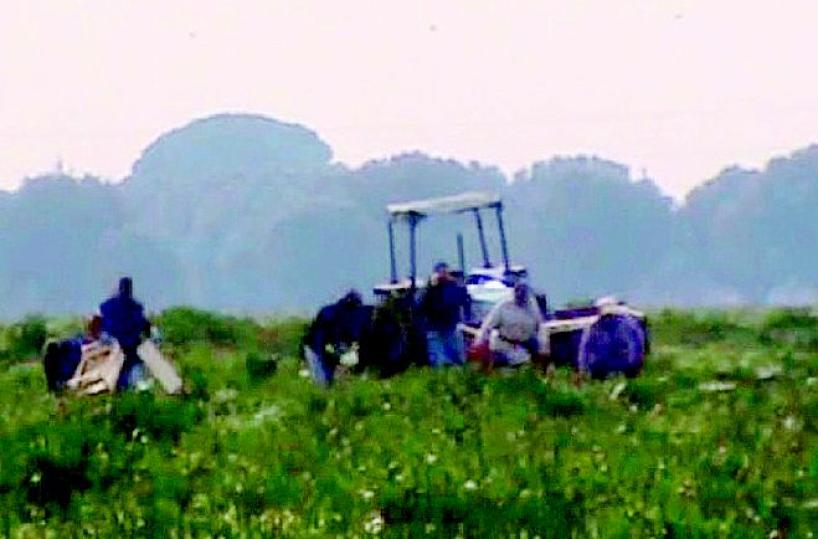 Braccianti sfruttati retata in campagna