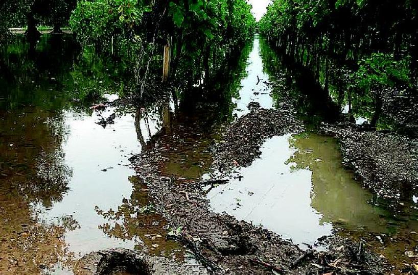 danni da maltempo «Vendemmia a rischio» L'allarme dei viticoltori
