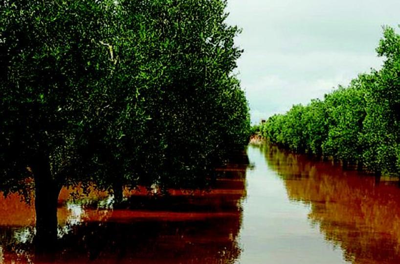Piogge tropicali incubo nei campi Pomodoro da buttare