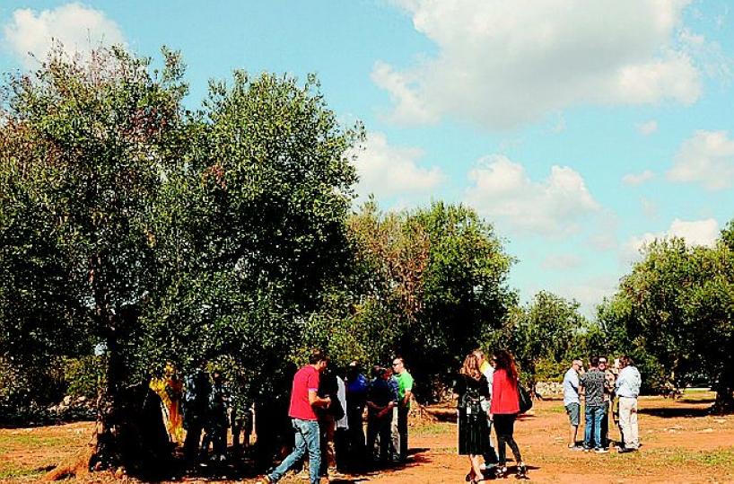 Xylella, nel Salento  un campo sperimentale