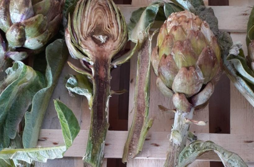 Maltempo e freddo, il gelo killer dei carciofi del Brindisino