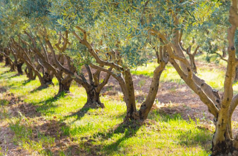 Una campagna d'adozione per riforestare gli uliveti del Salento