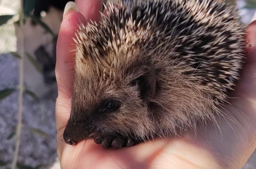 Bari,  un riccio ferito trova le cure tra le mani dei volontari del Wwf Levante Adriatico 