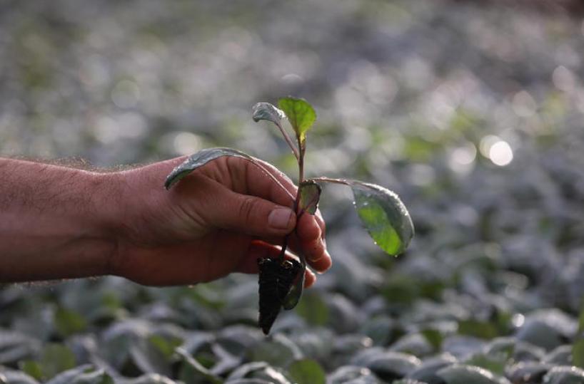 Ue, aiuti verdi a piccole aziende i nodi per riforma della Pac