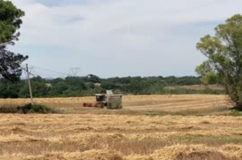 Foggia, il «grano nuovo» dovrà aspettare terreni bagnati: poche mietitrebbie