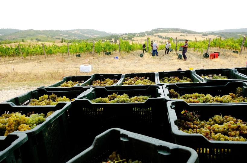 Vendemmia +8%, Italia numero uno al mondo per produzione di vino