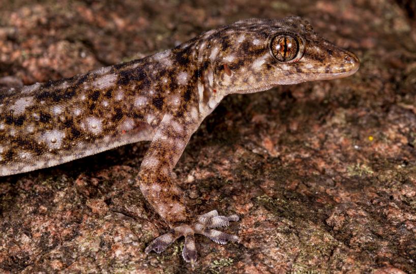 Team guidato da un italiano scopre una nuova specie di geco
