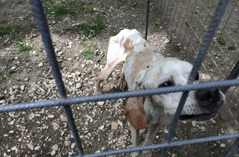 Enpa, da gennaio 3.441 procedimenti maltrattamento animali