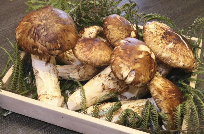 Giappone, otto funghi matsutake battuti all'asta per 4.850 euro