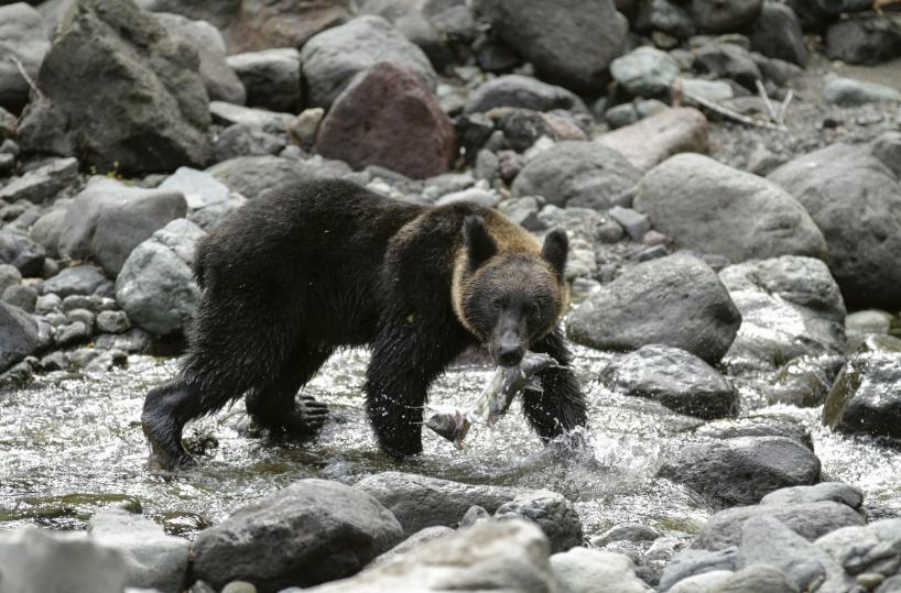 In Giappone record decennale di attacchi di orsi