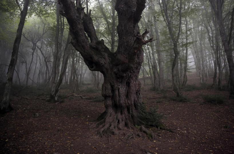 Foreste patrimonio Unesco in fiamme, Iran chiede aiuto estero