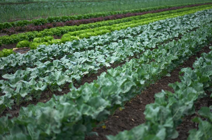 Rapporto Ismea, agroalimentare italiano vale il 15% del Pil