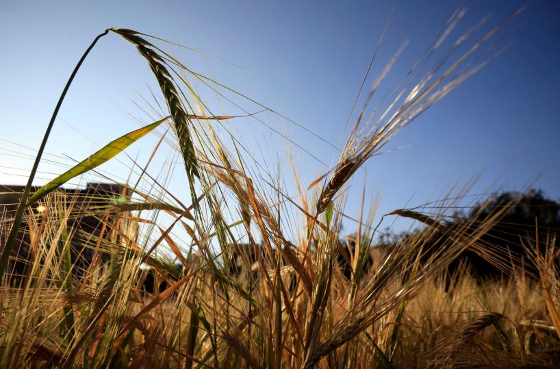 Manovra: vola al 58% il credito d'imposta Zes unica per l'agricoltura e la pesca