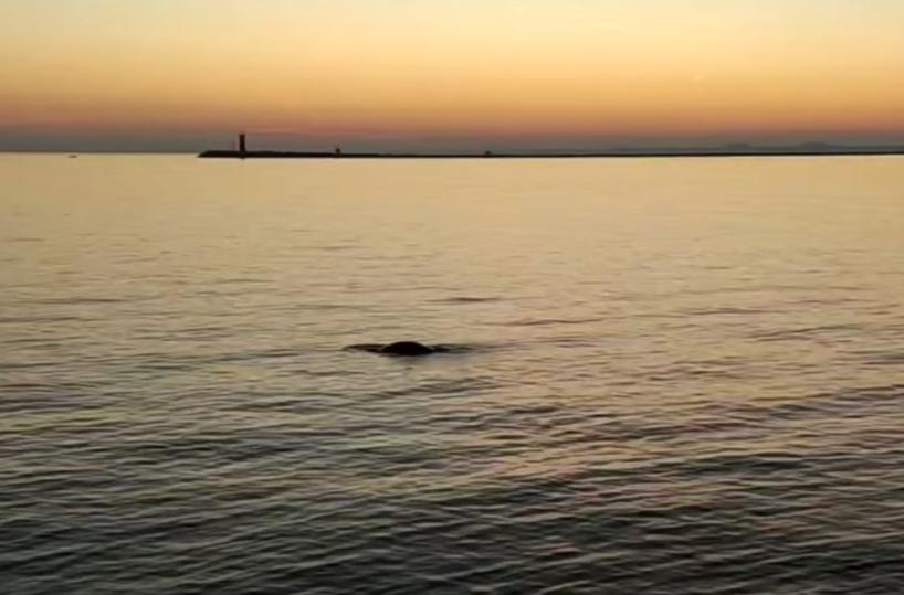 Dopo il delfino una foca monaca avvistata in Laguna Venezia
