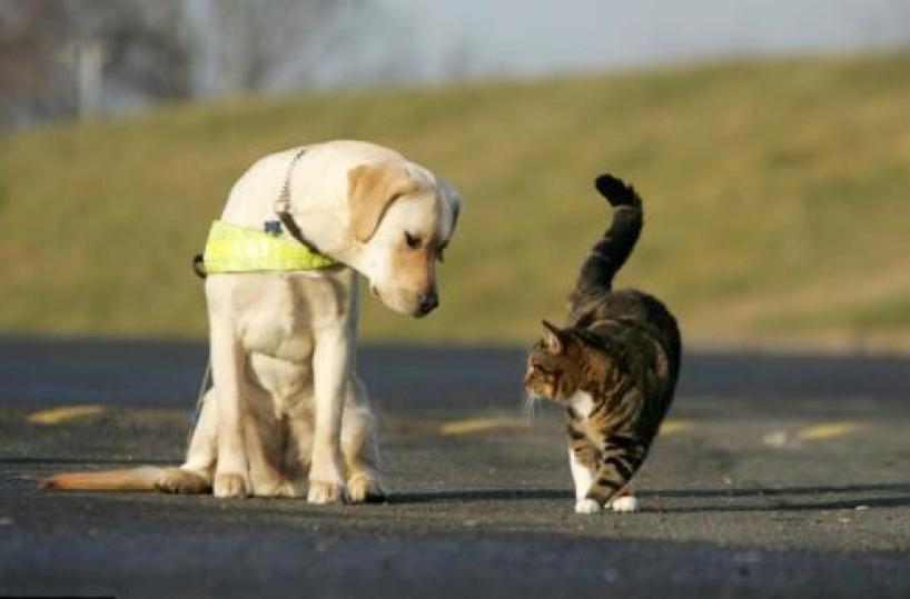 Sono 10 milioni le famiglie che hanno in casa un cane o un gatto