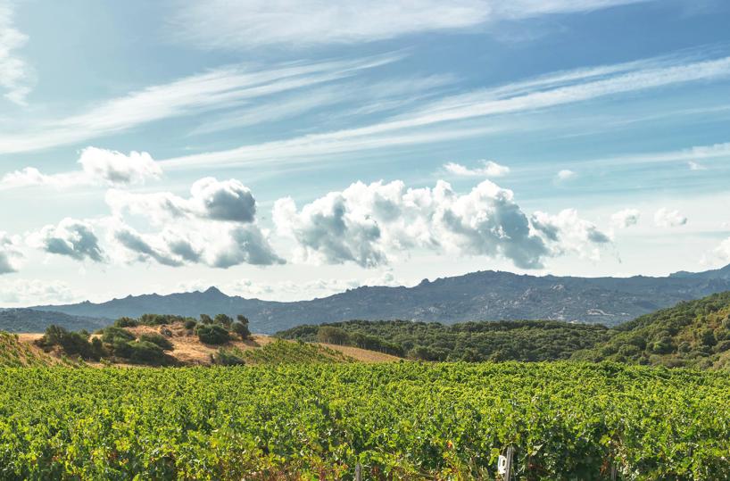 Campari cede amaro Averna e mirto Zedda Piras per 100 milioni