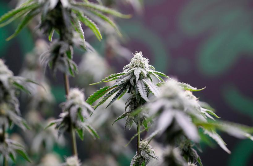 Trump allenta le restrizioni sulla marijuana a scopi medici