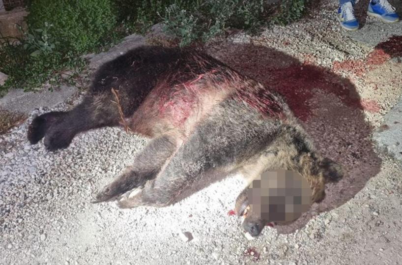 Prima udienza per l'uccisione dell'orsa Amarena rinviata per nullit&agrave;