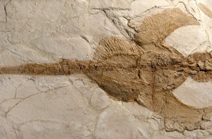 Comunicato Stampa: Fossili di Bolca verso l&rsquo;UNESCO