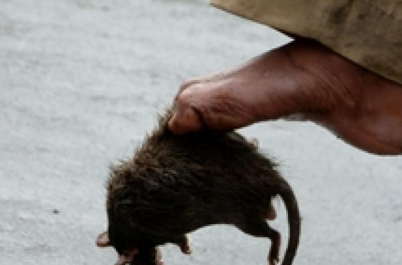 India: topi 'pranzano' con banconote