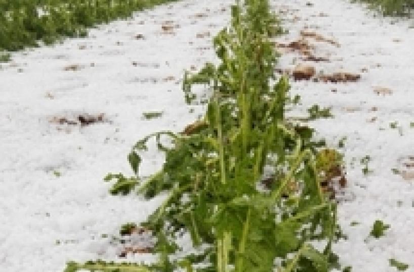 Puglia, grandinata di maggio: da Regione nessuna richiesta di calamità