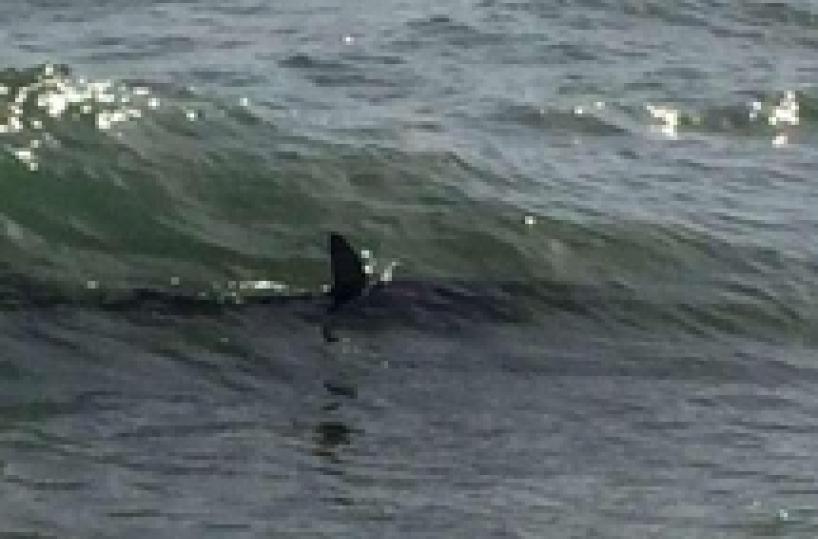 Surfista ucciso da uno squalo a Reunion