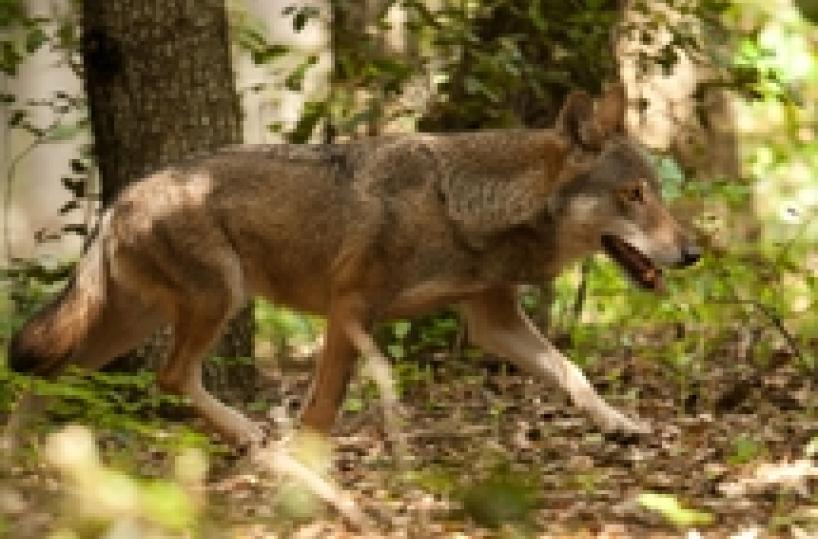 Pensano di sparare ai lupi, mirano a cc