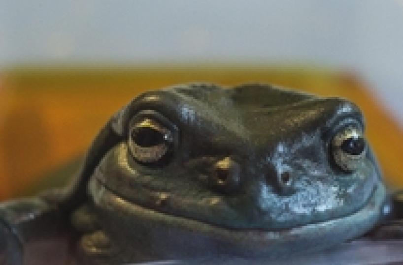 A Queensland, Australia, le rane hanno un ospedale dal 1998