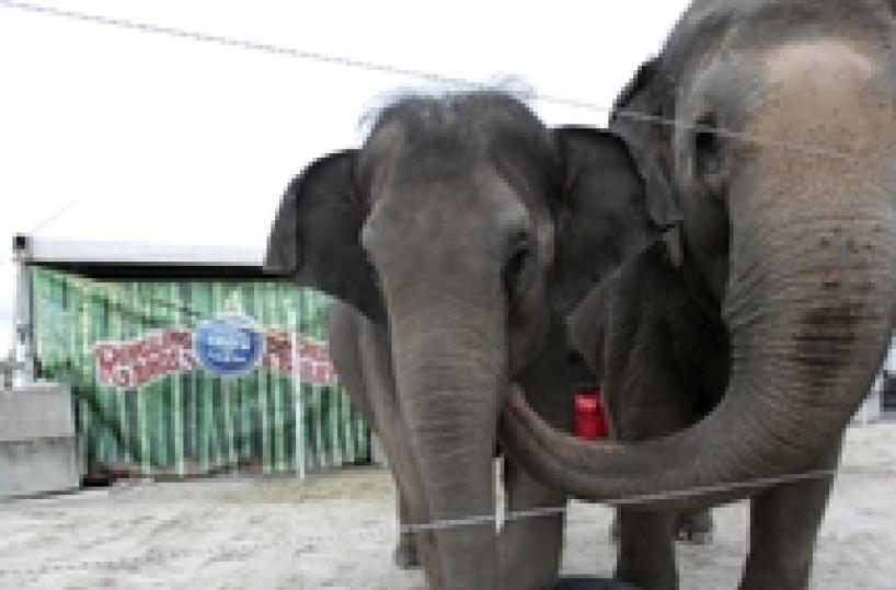 Salento, turisti denunciano circo: «Elefante rinchiuso in un container al caldo»