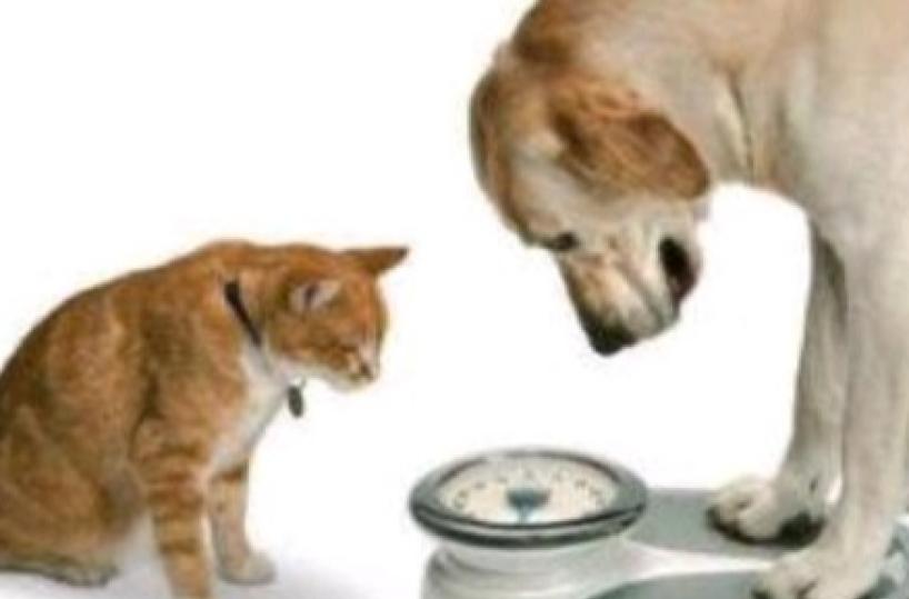 gatto e cane