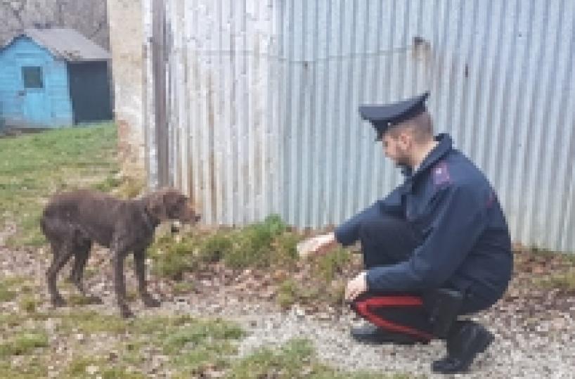 Cane denutrito e maltrattato, denuncia