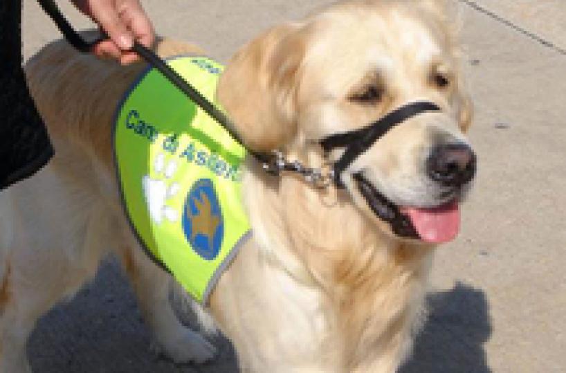 Pet therapy: how animals, technology combat illnesses