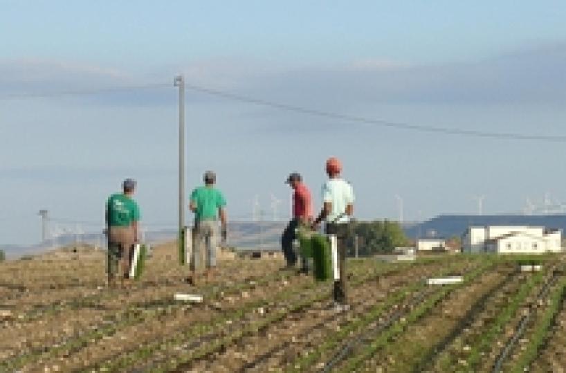 Sfruttamento nei campipreso «caporale» bulgaro