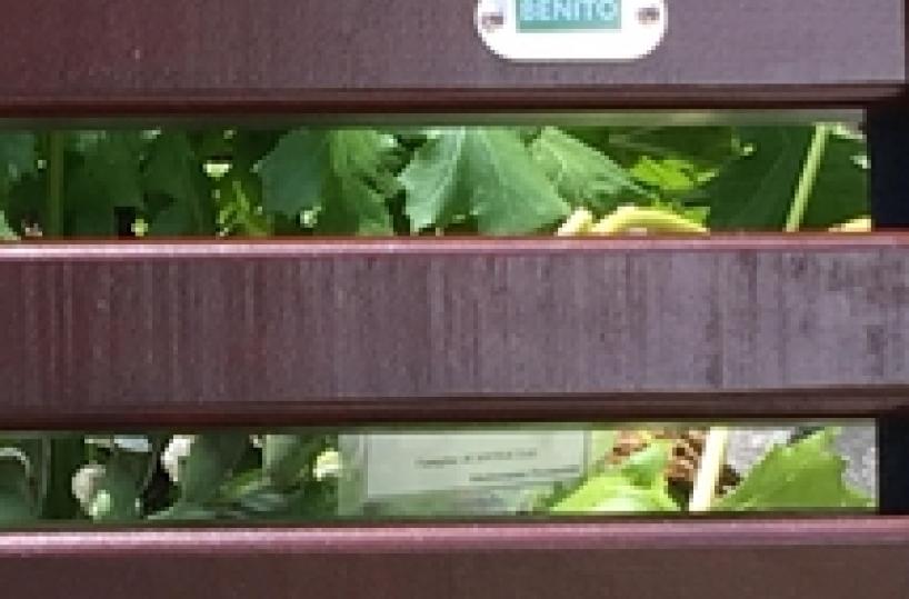 Palazzo Venezia opens as 'oasis' in central Rome