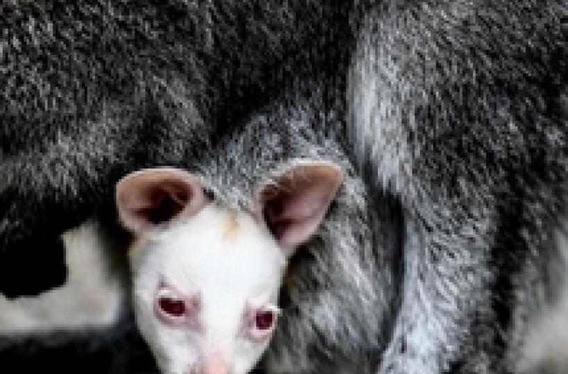 Un cucciolo di canguro albino nato nello zoo di Decin