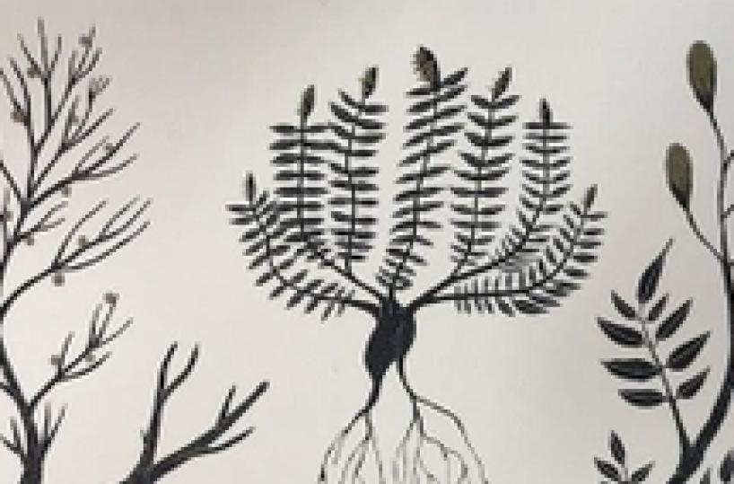 L’erbario dei ricordi, in un libro d’arte il racconto: sbocciano fiori sovversivi