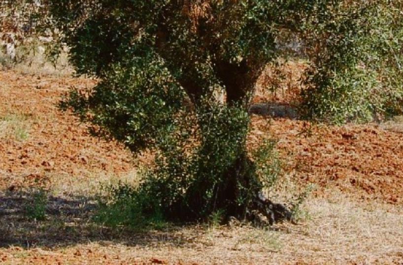 Agricoltura, allarme Xylella, ancora ulivi infetti nel Barese