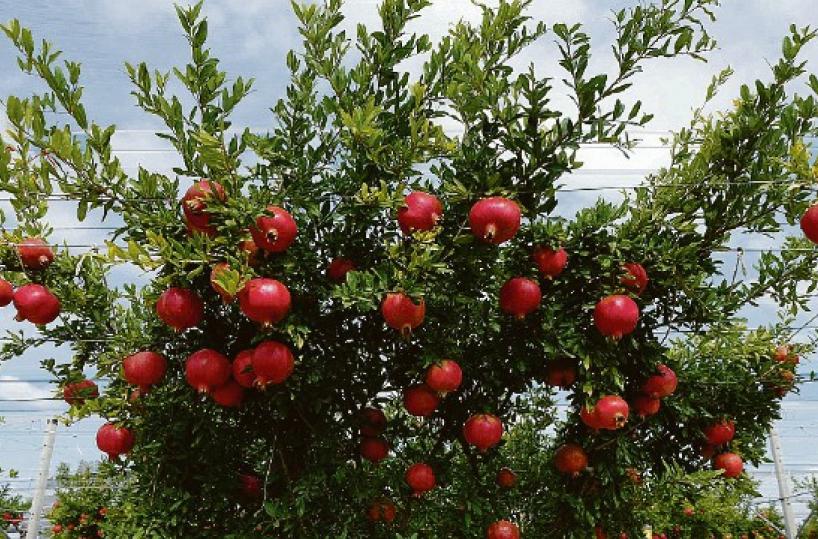 Il campo di melograni più grande d’Italia si trova a Castellaneta