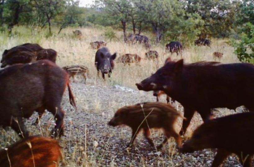 Troppi cinghiali in Basilicata, tanti i disagi: 300 gli incidenti stradali