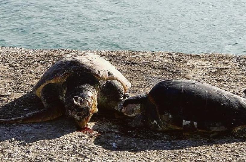 Puglia, è caccia al «serial killer» delle tartarughe di mare
