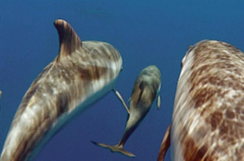 Il mare e le sue meraviglie: studio sull'habitat dei cetacei nello Jonio