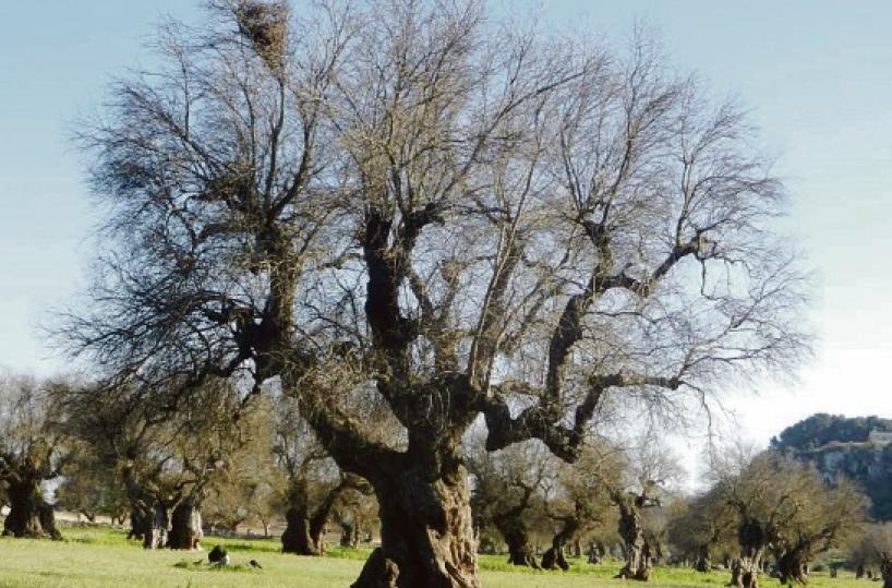 Un commissario straordinario contro la Xylella in Puglia