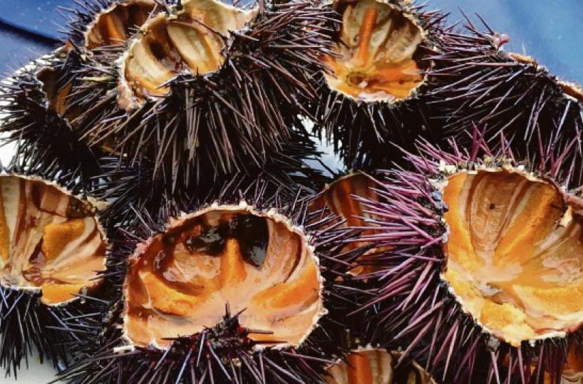 «Stop ai ricci, il divieto sia rispettato». La biologa: «Erano già spariti dai nostri mari»
