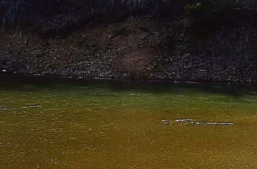 Spinoso, la diga del lago Pertusillo si colora di marrone: l’allarme del sindaco