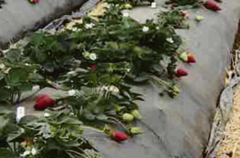 Lamponi lucani: sperimentazione nel polo di Policoro