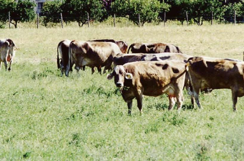 Torna l’allarme brucellosi: una task force sul Gargano