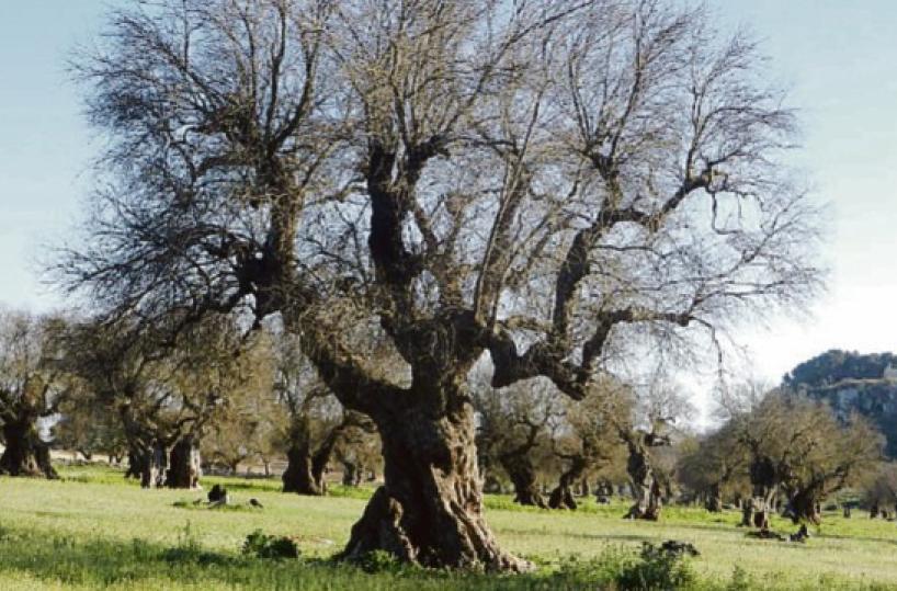 Dieci anni di Xylella, il più grande genocidio ambientale