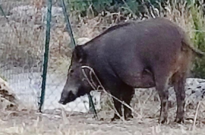 Cinghiali, nel Barese è di nuovo emergenza alle porte della città