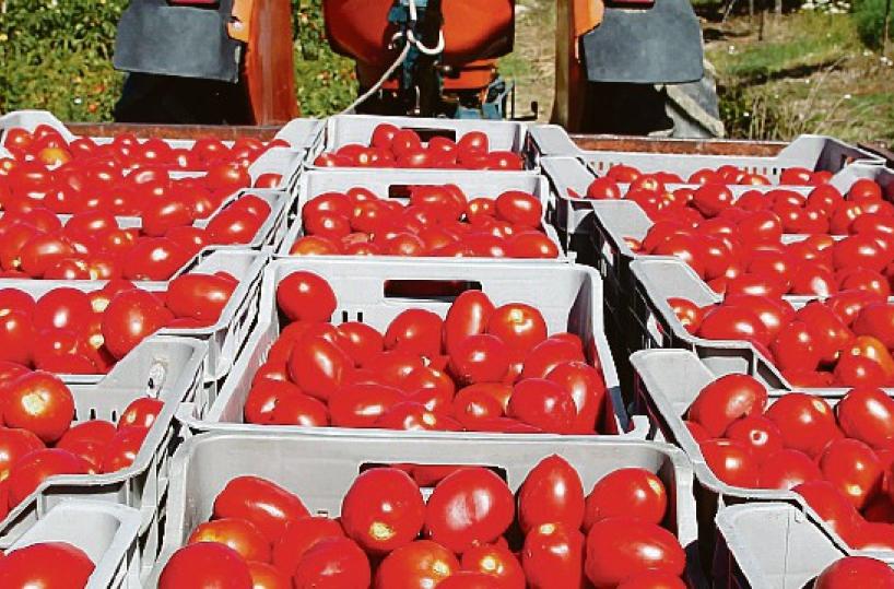 Stangata per il pomodoro foggiano: «Quintali dall’Olanda senza dazio»